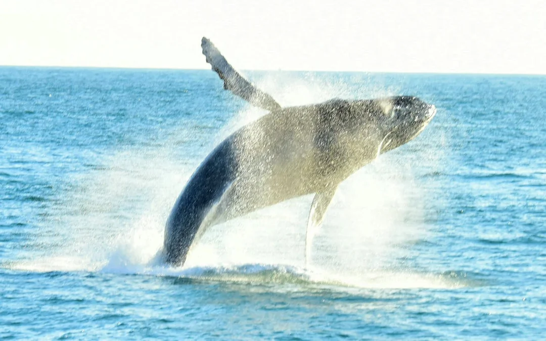 Marino Ballena National Park Whale Watching Guided Boat Tour with Naturalist Guide and Park Entry Image 4