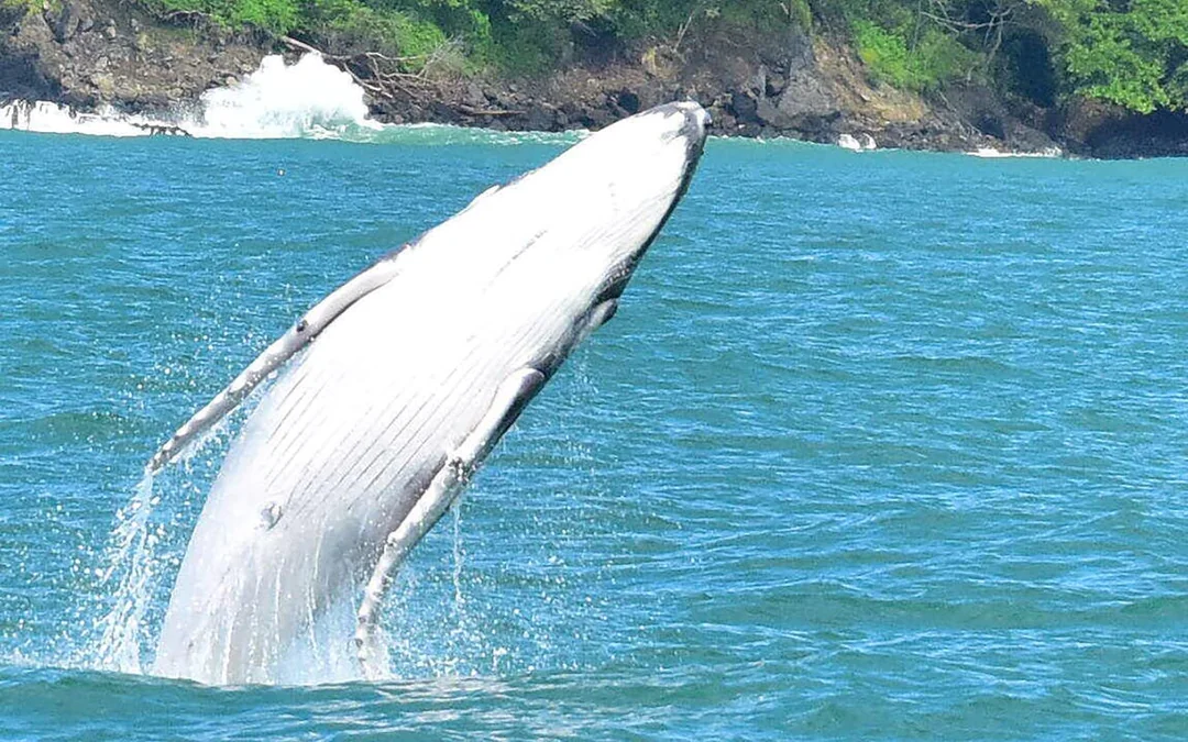 Marino Ballena National Park Whale Watching Guided Boat Tour with Naturalist Guide and Park Entry Image 5