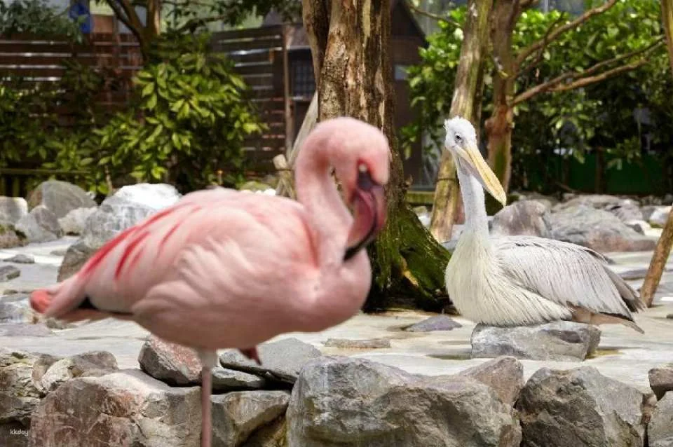 Matsue Flower and Bird Garden Tickets (Shimane, Japan)