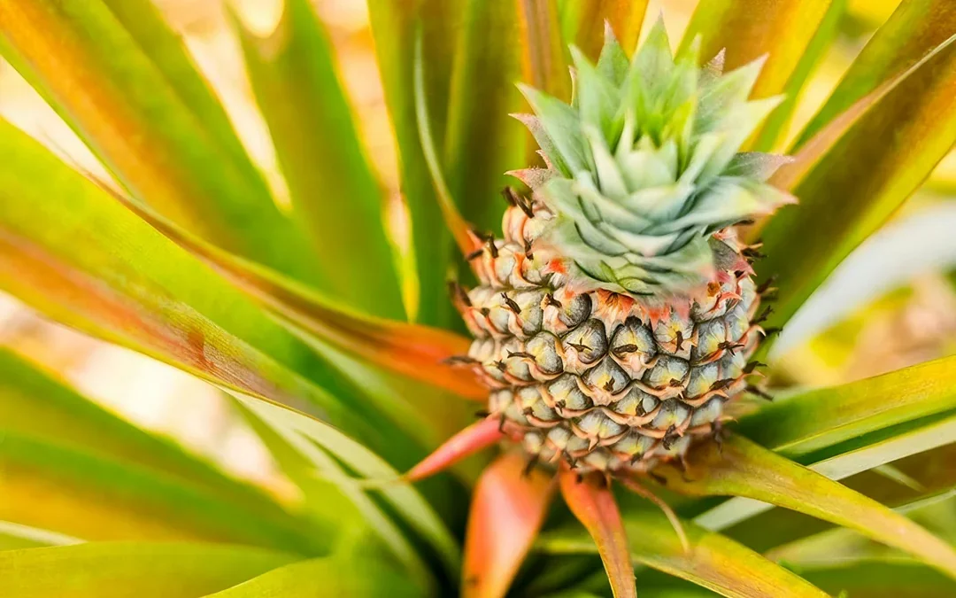 Maui Pineapple Tour: Farm and Feast Experience Image 2