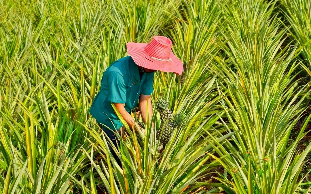 Maui Pineapple Tour: Farm and Feast Experience Image 4