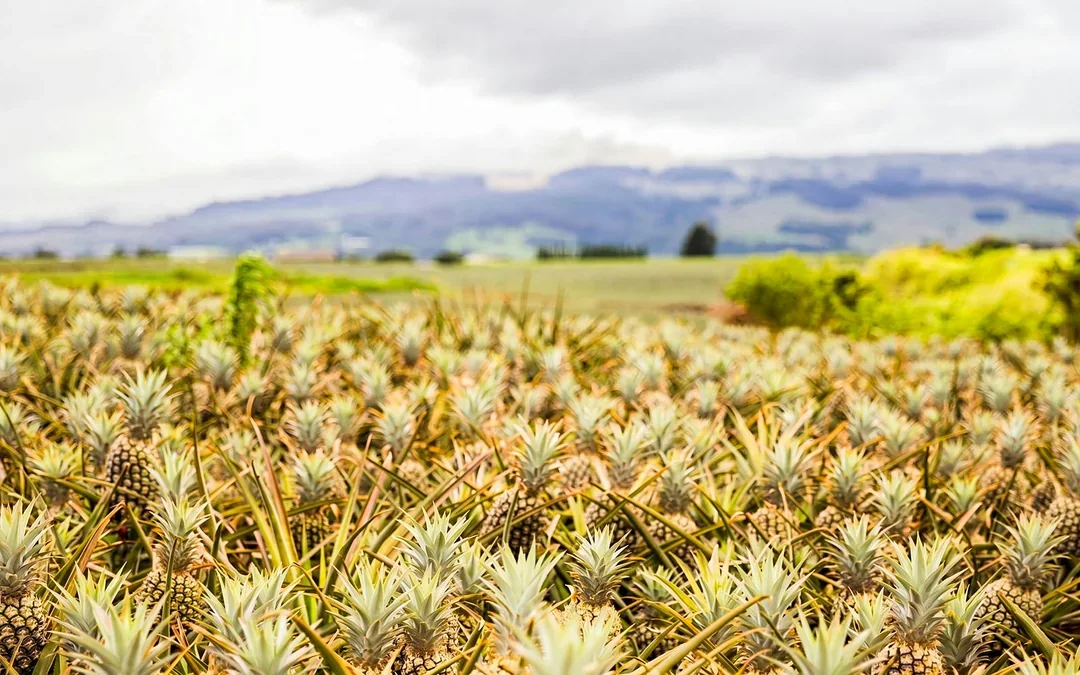 Maui Pineapple Tour: Farm and Feast Experience Image 6