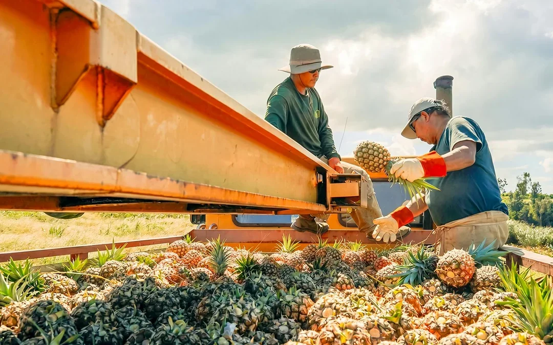 Maui Pineapple Tour: The Planting Experience Image 2