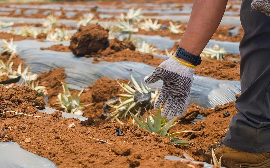 Maui Pineapple Tour: The Planting Experience Image 3