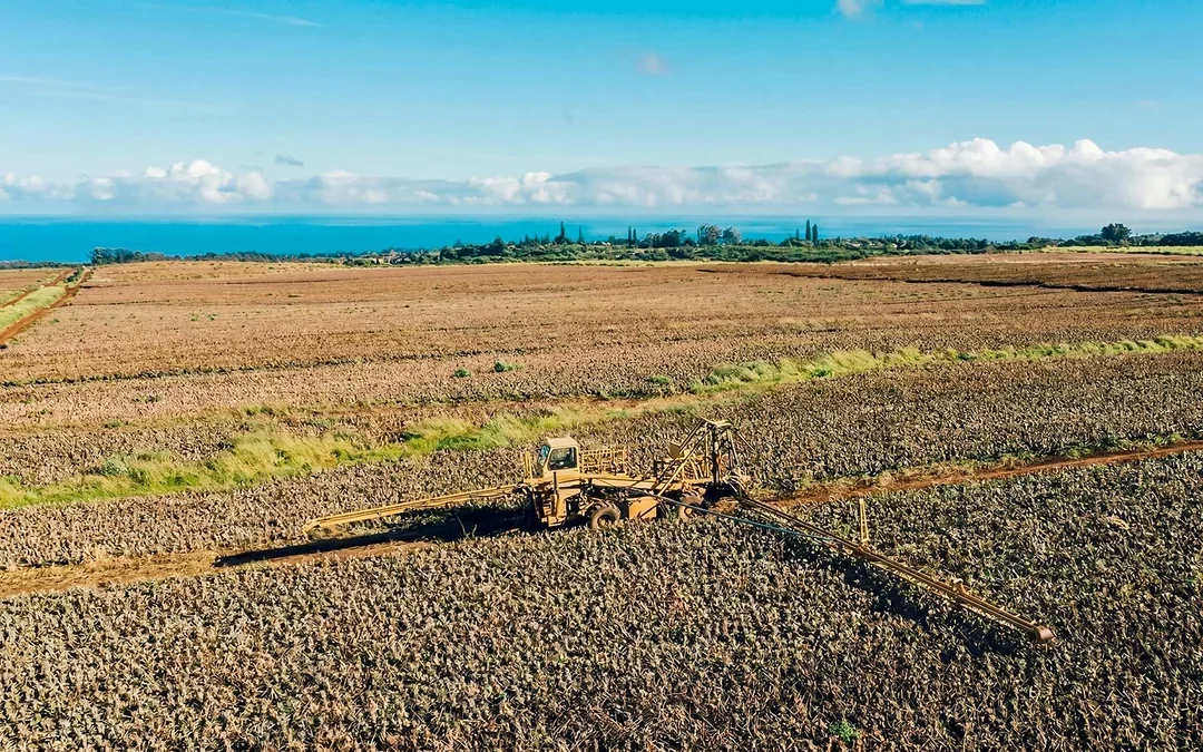 Maui Pineapple Tour: The Planting Experience Image 5