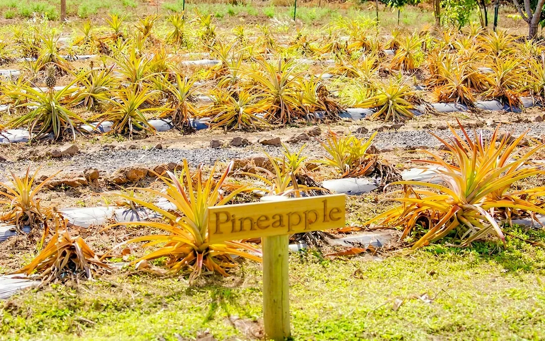 Maui Pineapple Tour: The Planting Experience Image 9