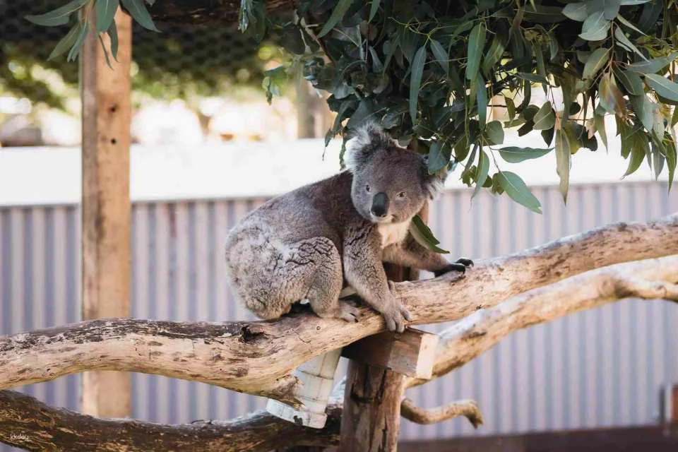 Melbourne Great Ocean Road Wildlife Park Tickets | Australia