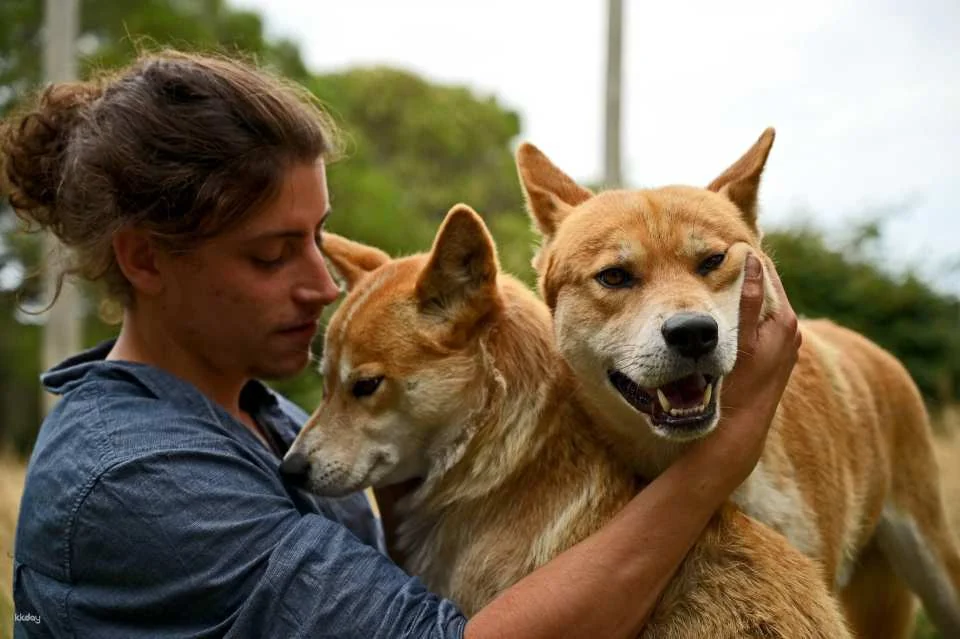 Melbourne Great Ocean Road Wildlife Park Tickets | Australia