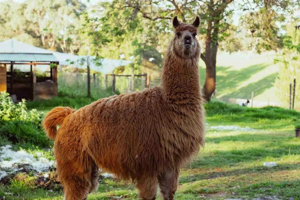 Melbourne Great Ocean Road Wildlife Park Tickets | Australia