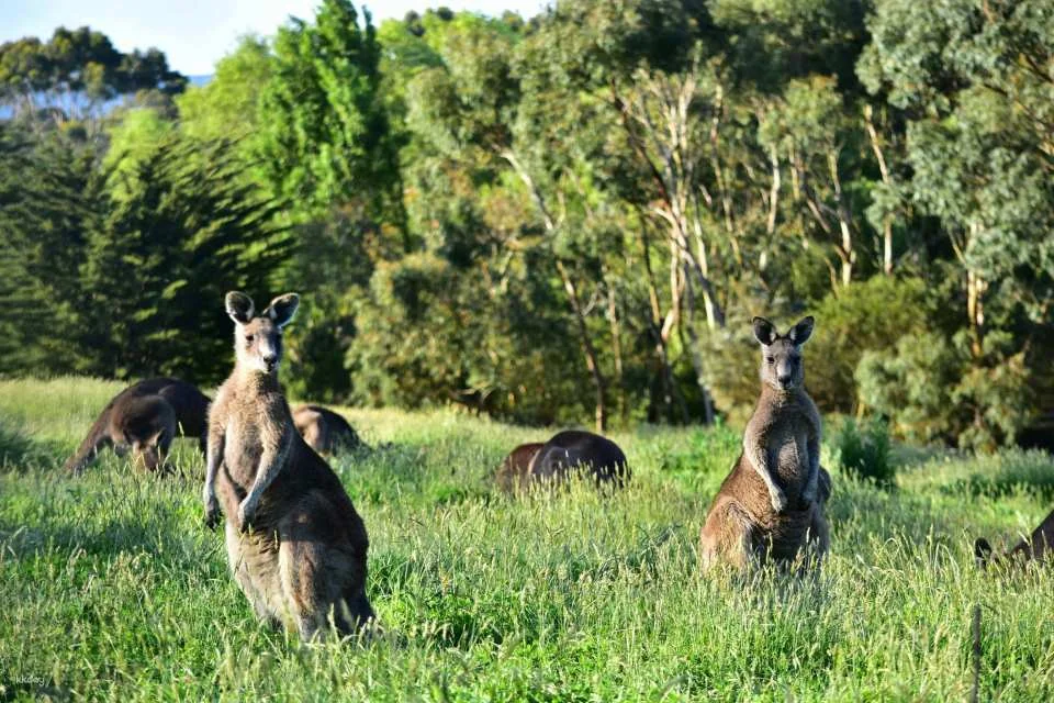 Melbourne Great Ocean Road Wildlife Park Tickets | Australia