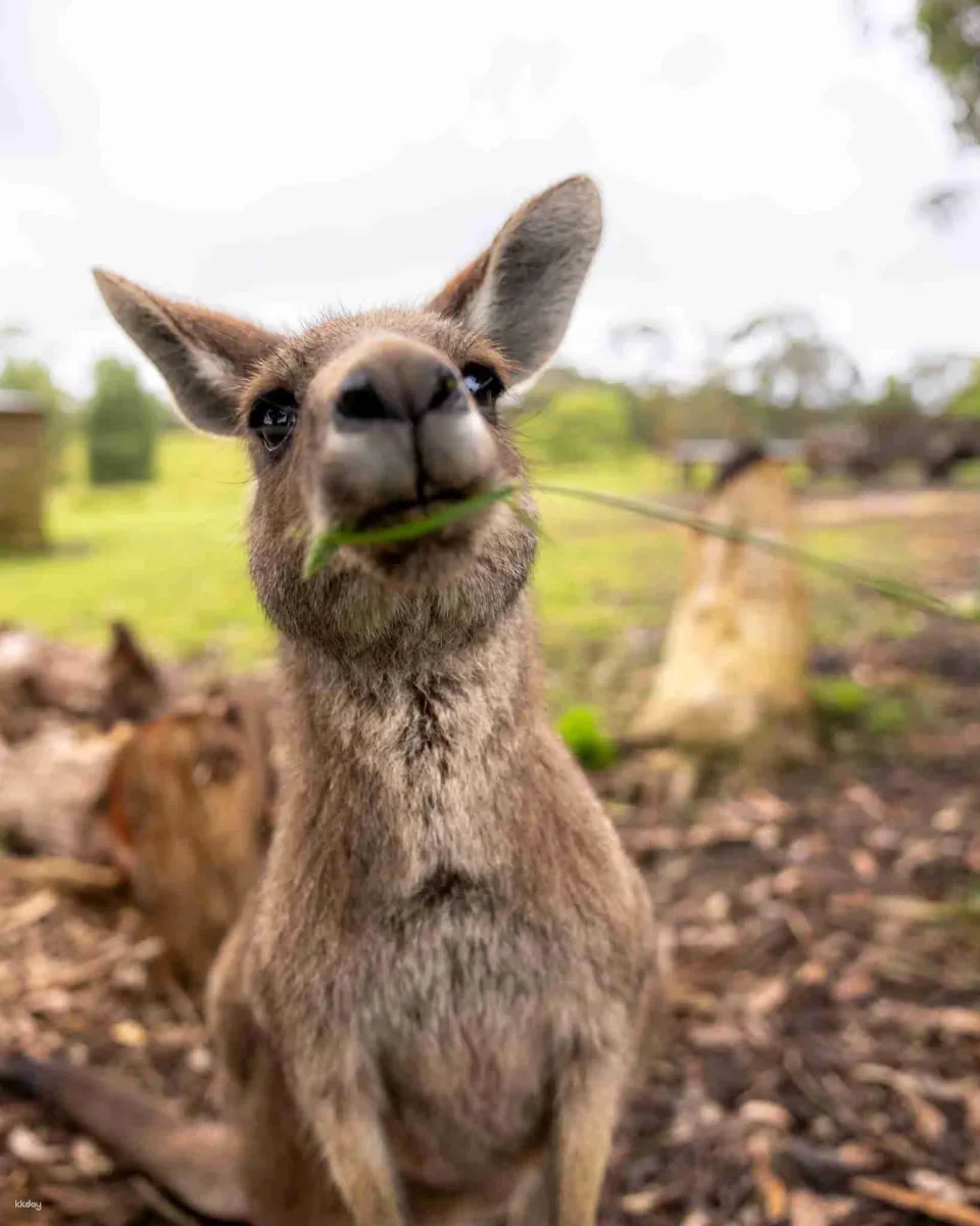 Melbourne Great Ocean Road Wildlife Park Tickets | Australia