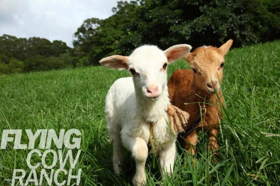 Miaoli Flying Cow Ranch Tickets