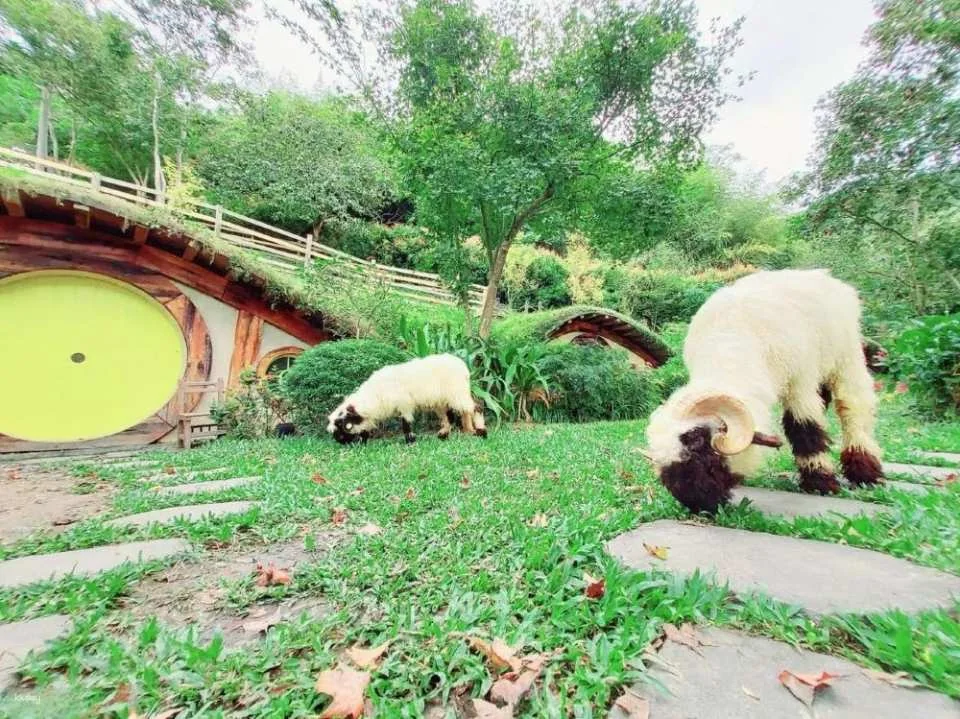 Miaoli Habichu Tea Tree Forest Ticket
