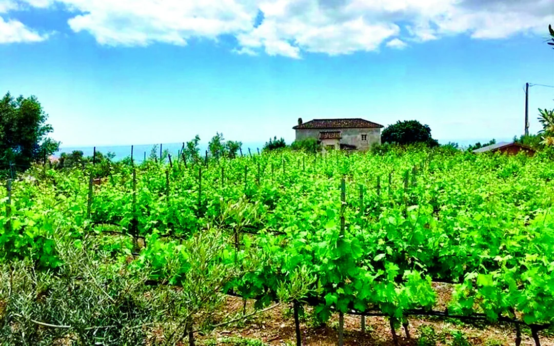 Mijas Organic Vineyard Tour and Tasting with 5 Wines, 2 Olive Oils and Tapas Image 3