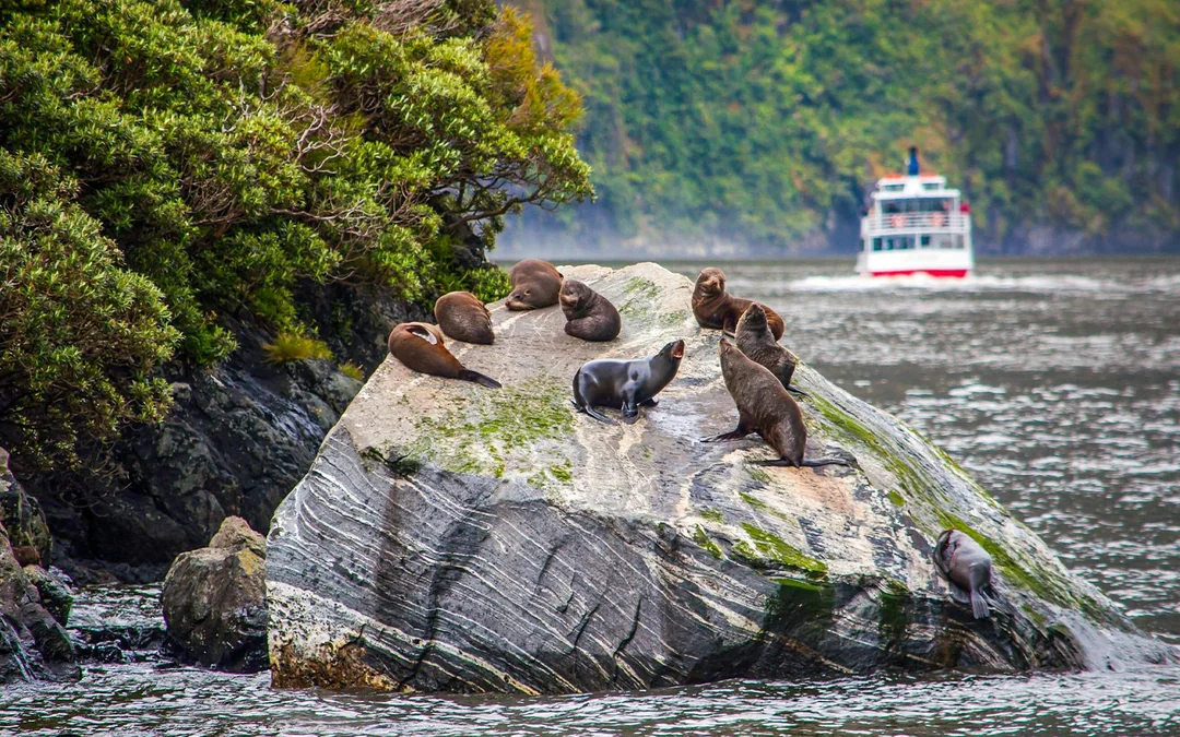 Milford Sound Cruise with Optional Lunch Image 3