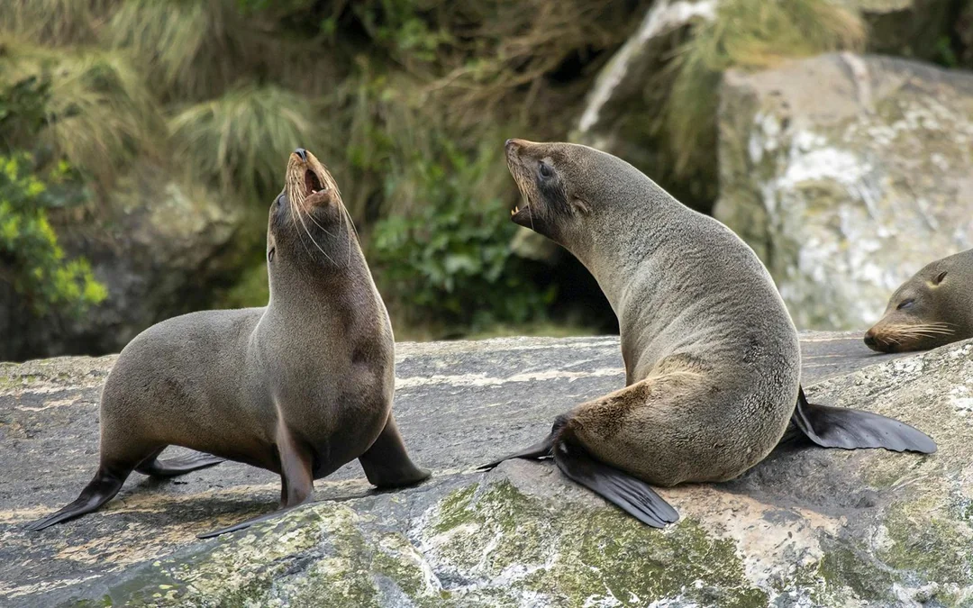 Milford Sound Cruise with Optional Lunch Image 4