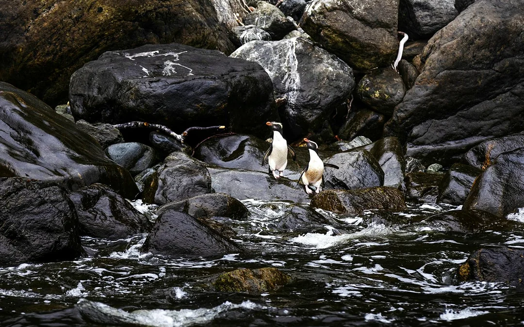 Milford Sound Cruise with Optional Lunch Image 5