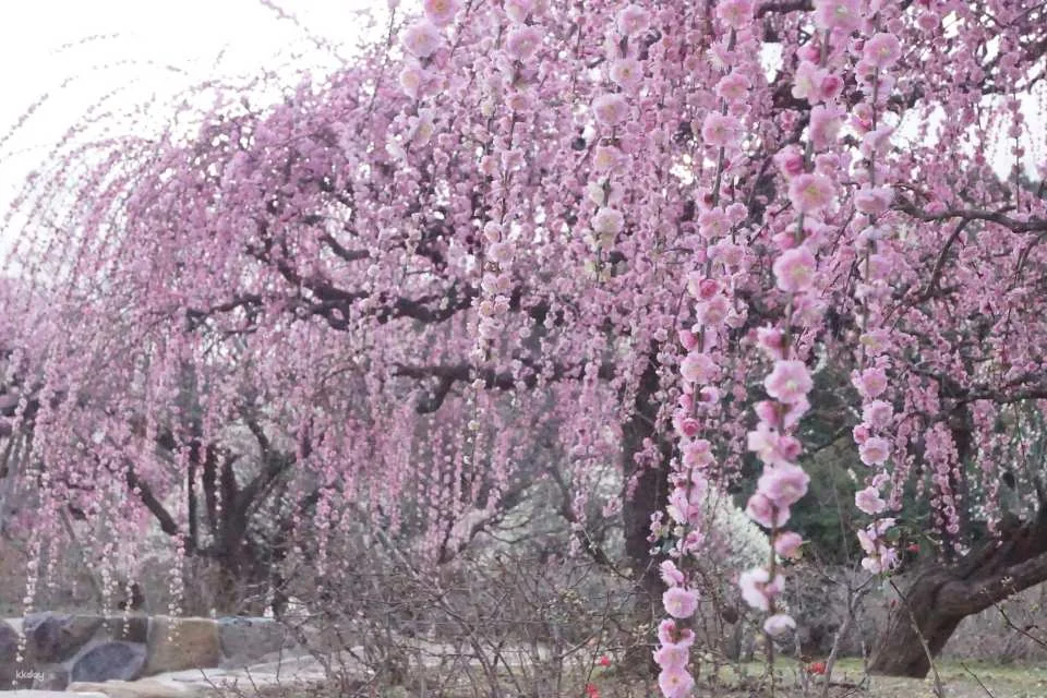 Minami Rakuen Admission Ticket (Garden, Uwajima City, Ehime Prefecture)