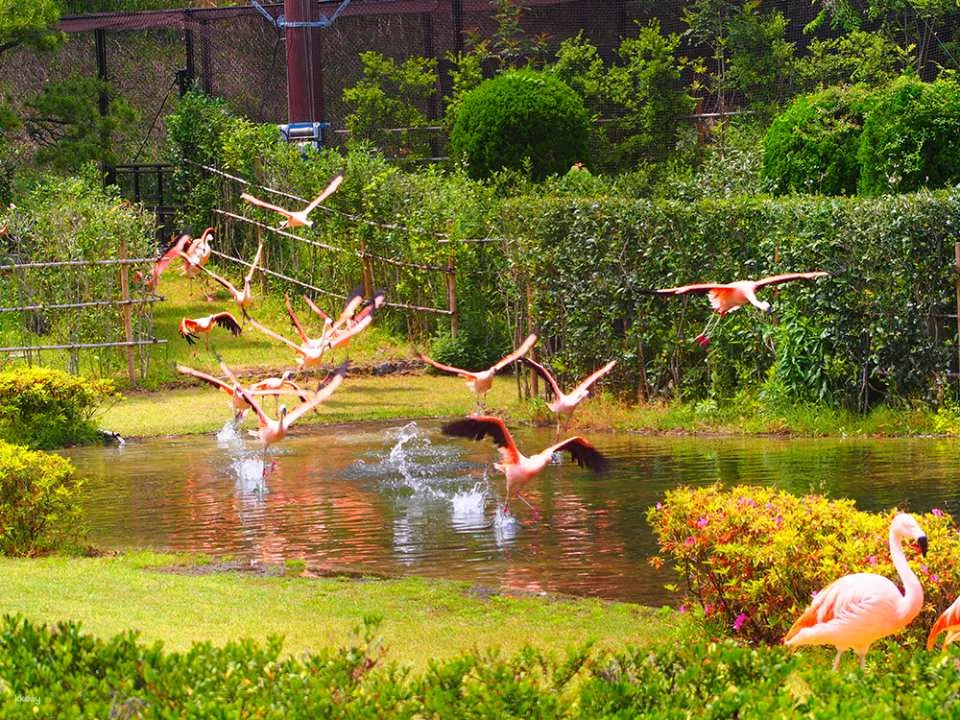 Miyazaki City Phoenix Zoo Admission Ticket (Miyazaki Zoo)