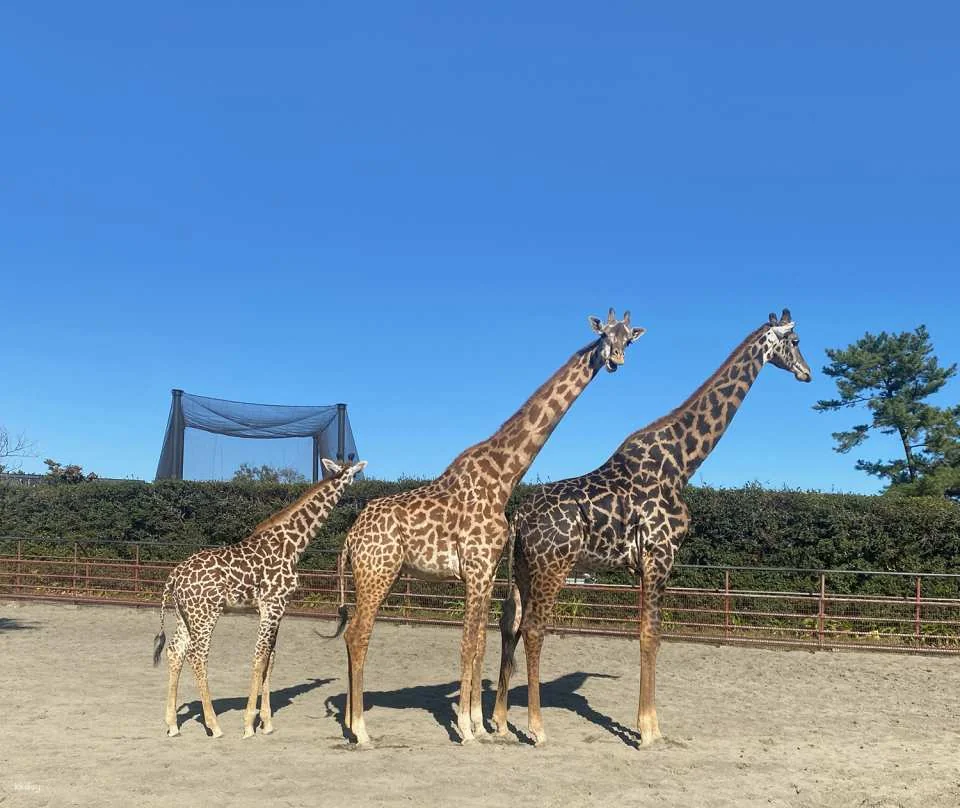 Miyazaki City Phoenix Zoo Admission Ticket (Miyazaki Zoo)