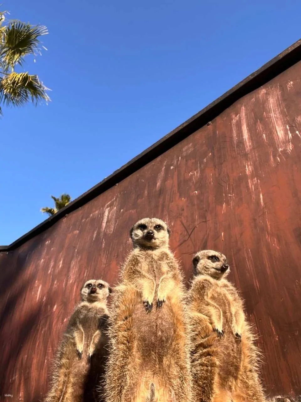 Miyazaki City Phoenix Zoo Admission Ticket (Miyazaki Zoo)
