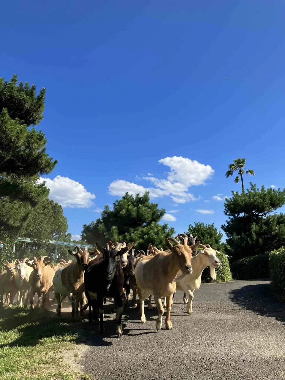 Miyazaki City Phoenix Zoo Admission Ticket (Miyazaki Zoo)