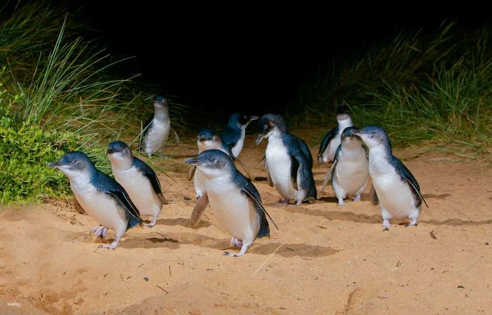 Phillip Island Nature Parks Penguin Parade Tickets | Melbourne