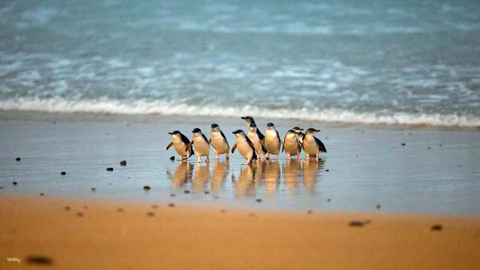 Phillip Island Nature Parks Penguin Parade Tickets | Melbourne
