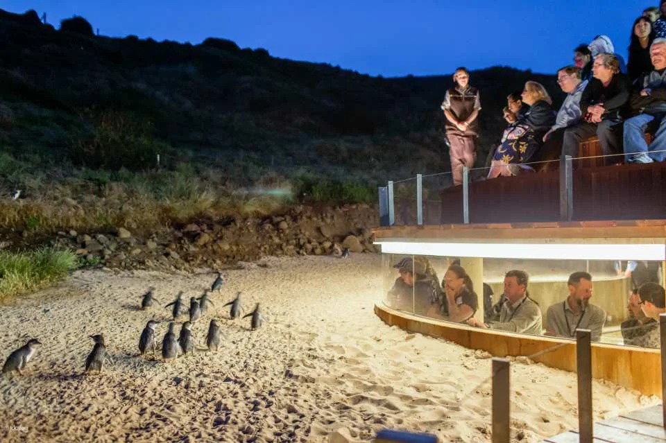 Phillip Island Nature Parks Penguin Parade Tickets | Melbourne