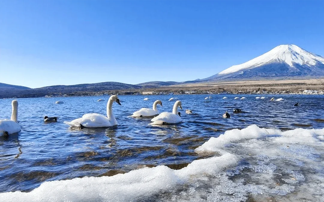 Mount Fuji Tour with Hakone Ropeway, Lake Ashi, Hakone Shrine, & More Image 8