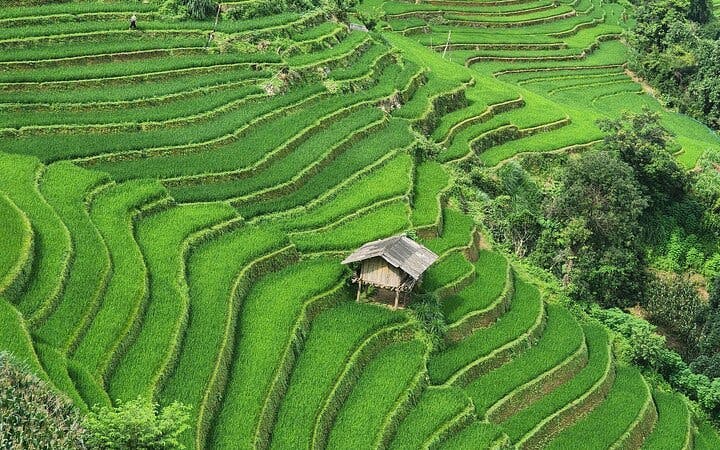 Mu Cang Chai Trekking Tour with Homestay and H’Mong Village Visits Image 3