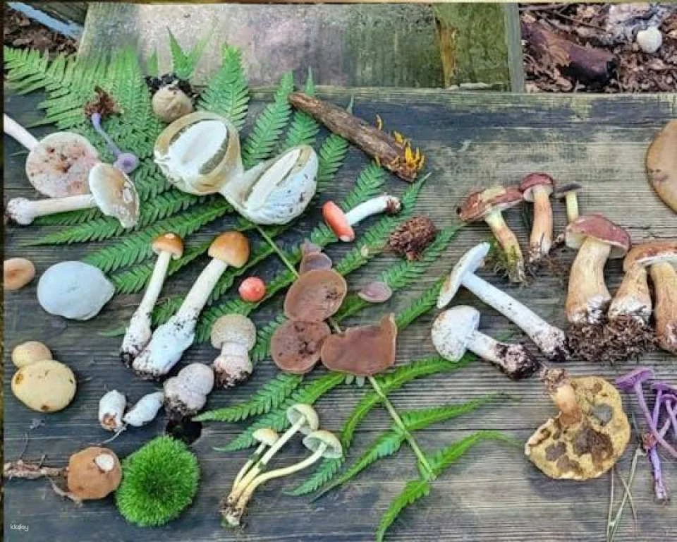 Mushroom foraging guided hike in Stuttgart South