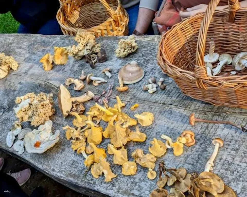 Mushroom foraging guided hike in Stuttgart South