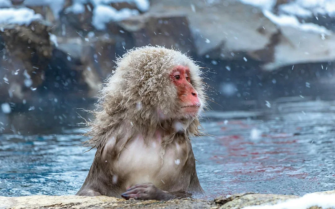 Nagano Snow Monkey Park & Shiga Kogen Maruike Park Day Tour Image 1