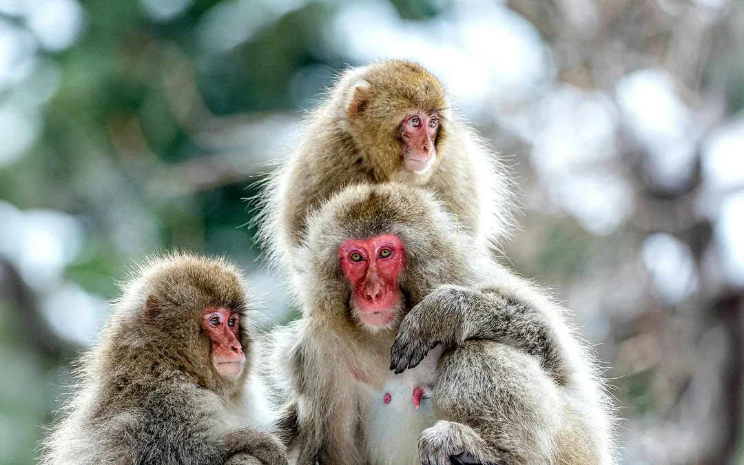 Nagano Snow Monkey Park & Shiga Kogen Maruike Park Day Tour Image 2