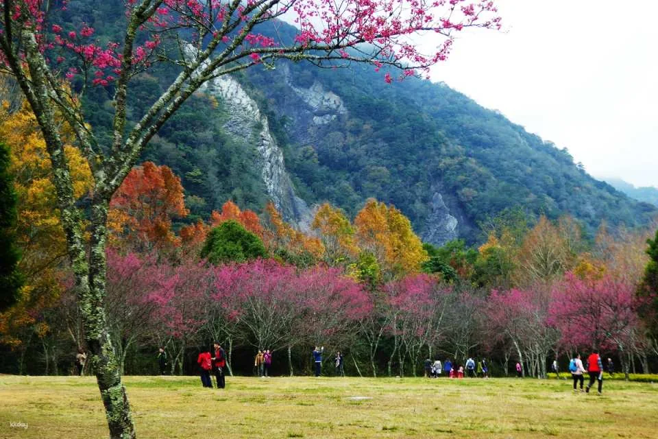 Nantou Aowanda National Forest Recreation Area Tickets