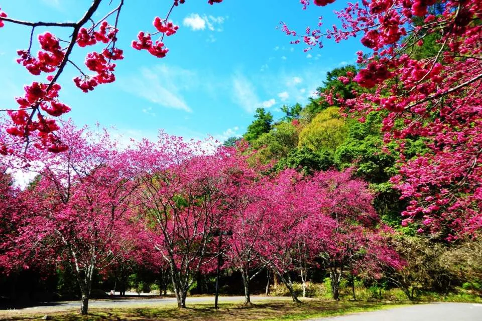 Nantou Aowanda National Forest Recreation Area Tickets