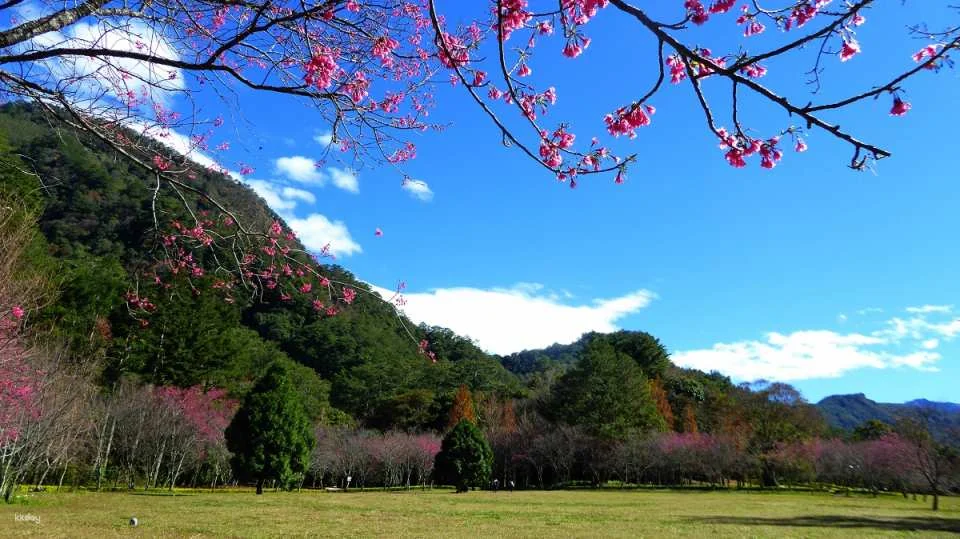 Nantou Aowanda National Forest Recreation Area Tickets