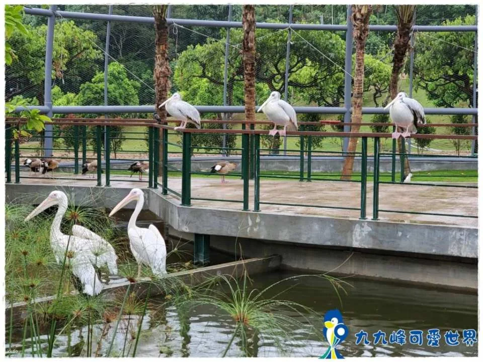 Nantou Jojozoo Park Tickets