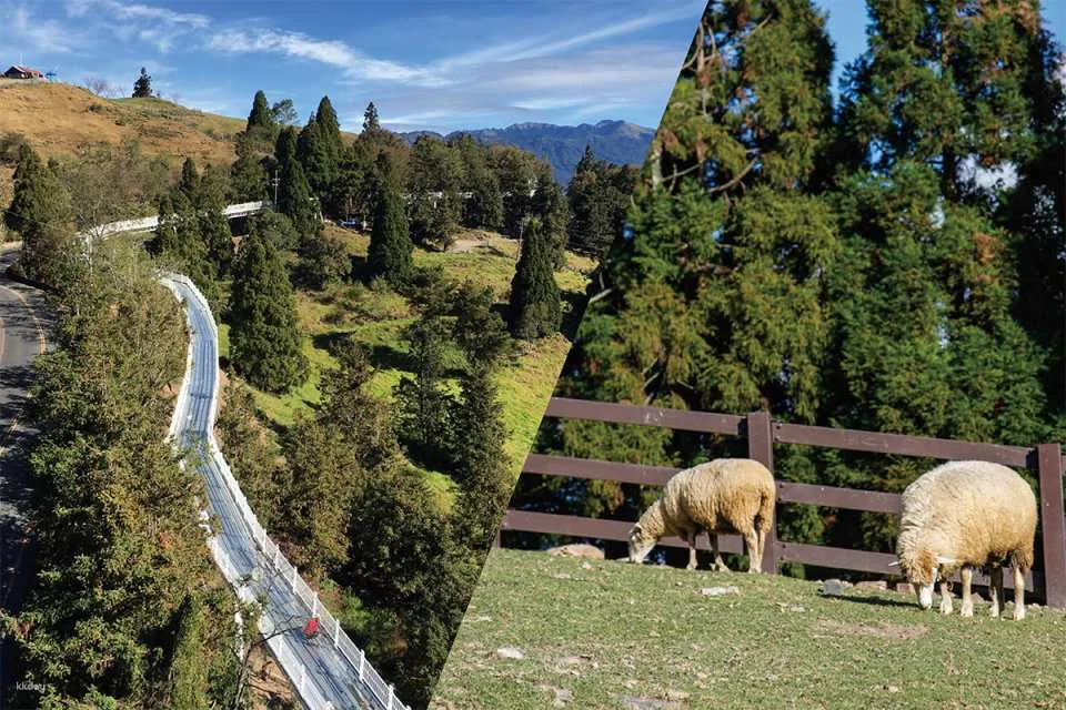 Nantou Qingjing Farm Ticket Package | Foreigners Only