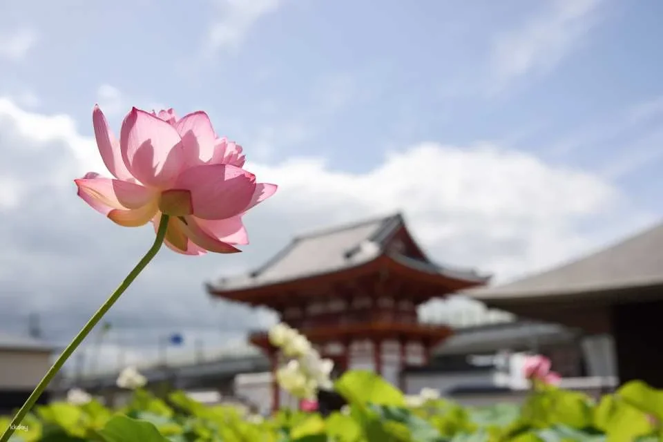 Nara, Japan｜Nishikyo Renhuaji Temple Pass (Saidaiji Temple, Kikoji Temple, Toshodaiji Temple, Yakushiji Temple)