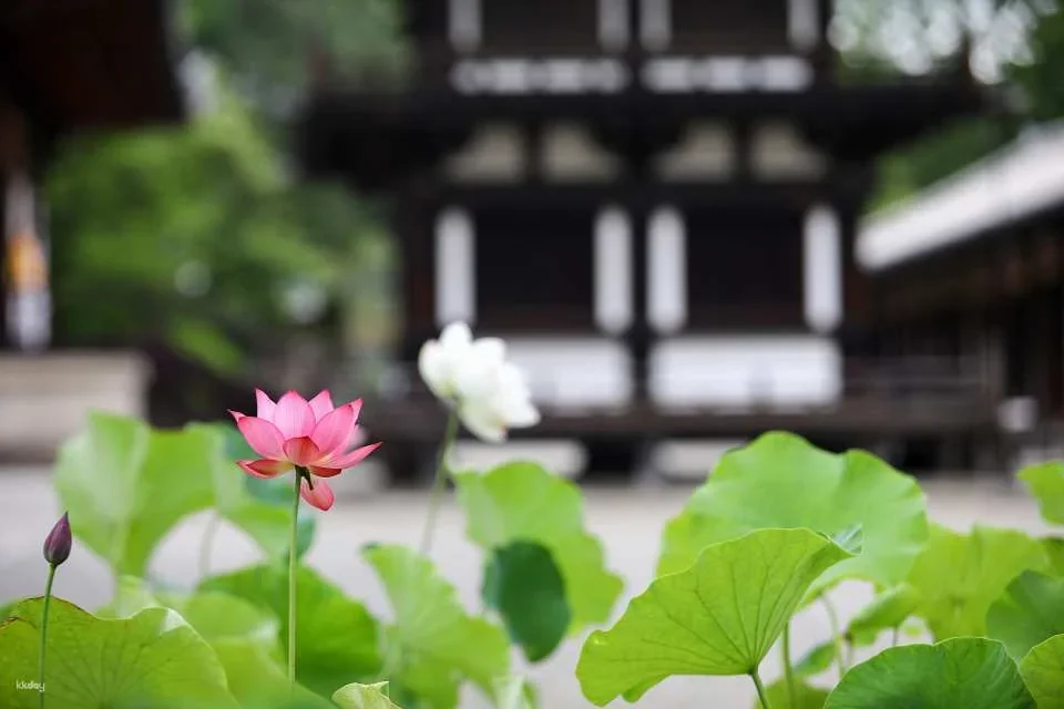 Nara, Japan｜Nishikyo Renhuaji Temple Pass (Saidaiji Temple, Kikoji Temple, Toshodaiji Temple, Yakushiji Temple)