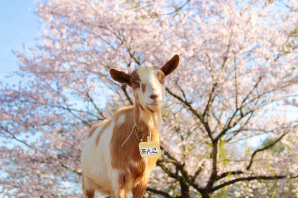 Narita Dream Dairy Farm | Admission Ticket | Instant Confirmation | Japan