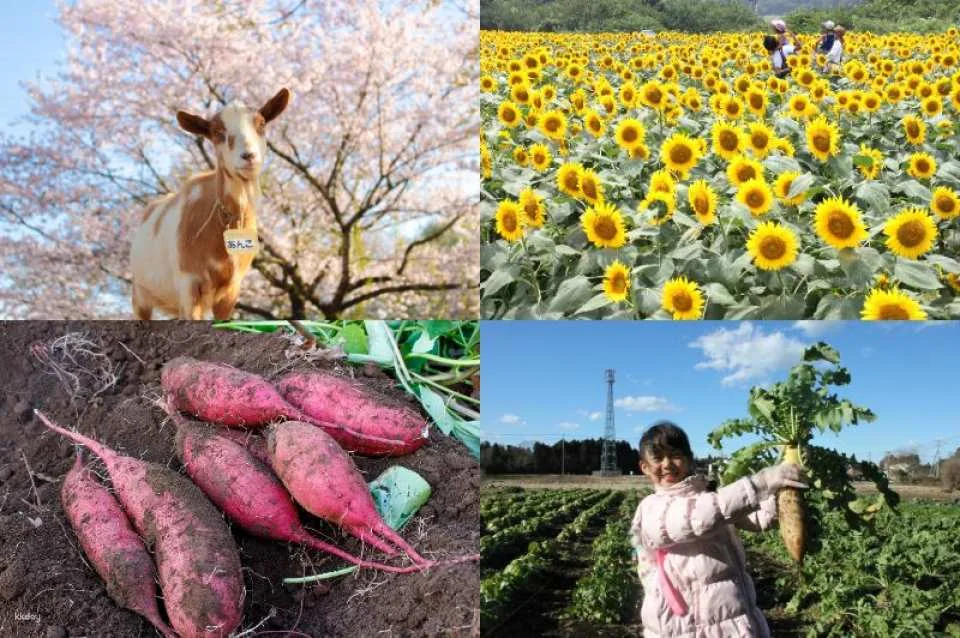 Narita Dream Dairy Farm | Admission Ticket | Instant Confirmation | Japan
