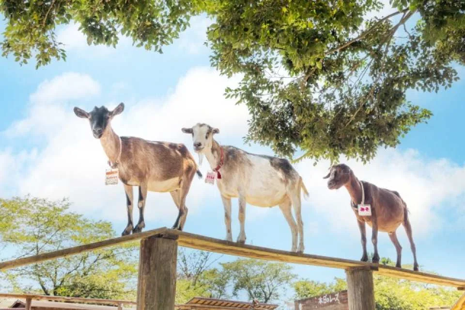 Narita Dream Dairy Farm | Admission Ticket | Instant Confirmation | Japan