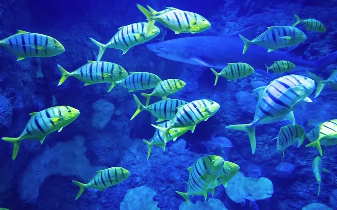 National Aquarium Abu Dhabi Tickets Image 3