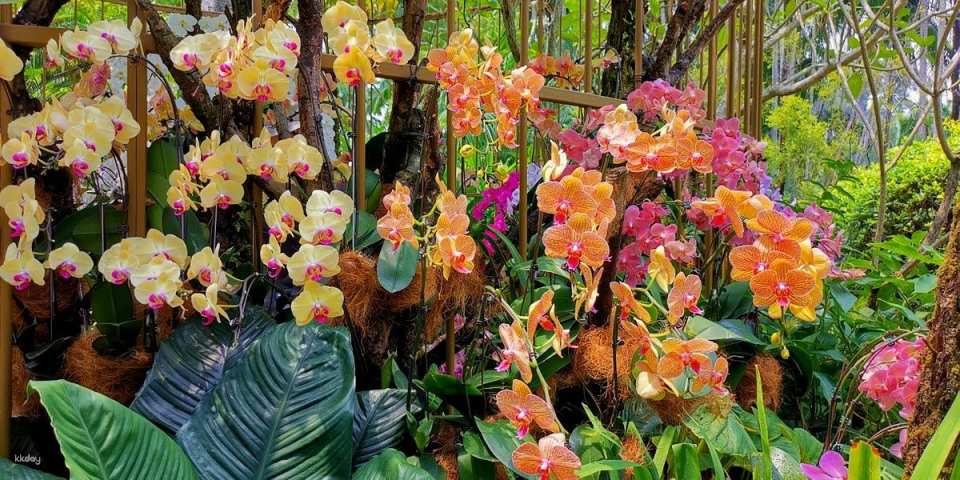 National Orchid Garden Admission Ticket | Singapore