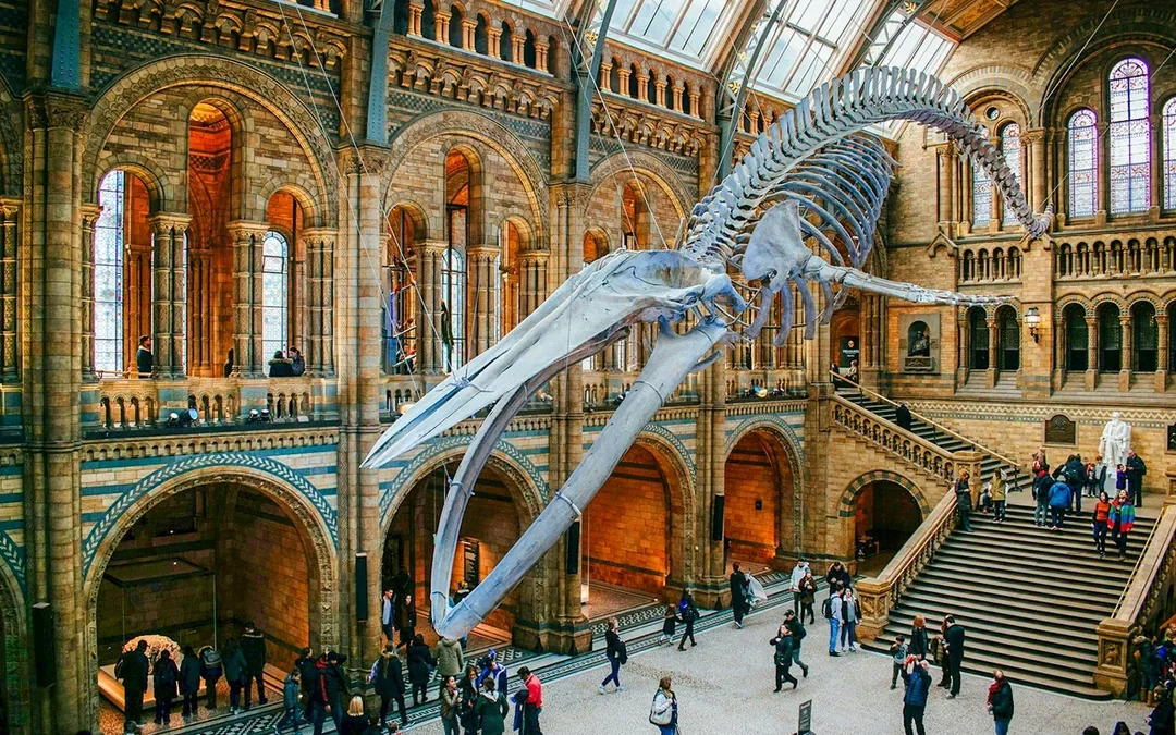 Natural History Museum Reserved Entry Ticket & Audio Tour Image 1