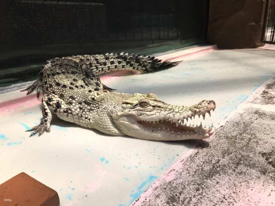 [Get a discount by purchasing in advance] Atagawa Banana Crocodile Park Admission Ticket Reservation (Shizuoka Prefecture)