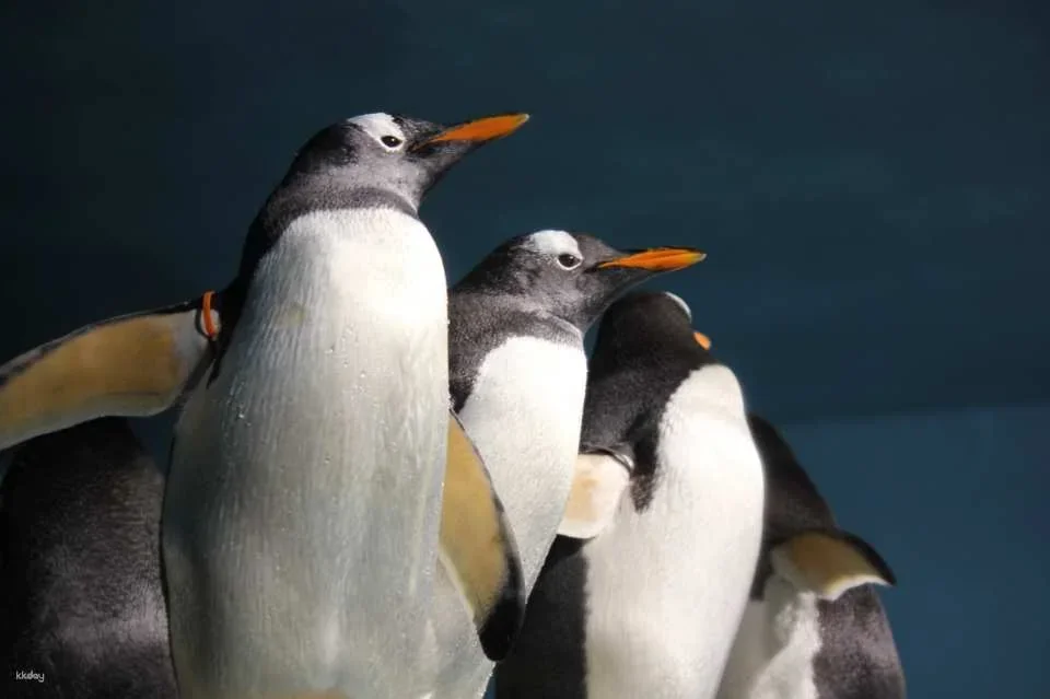 Oga Aquarium GAO Admission Ticket in Akita | Japan